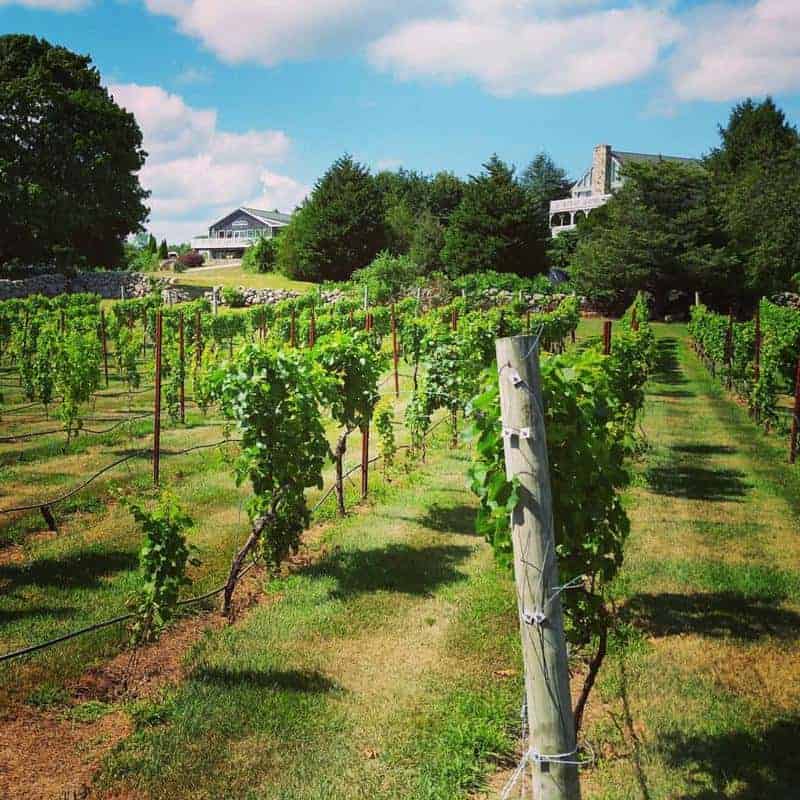 Langworthy Farm Vineyard