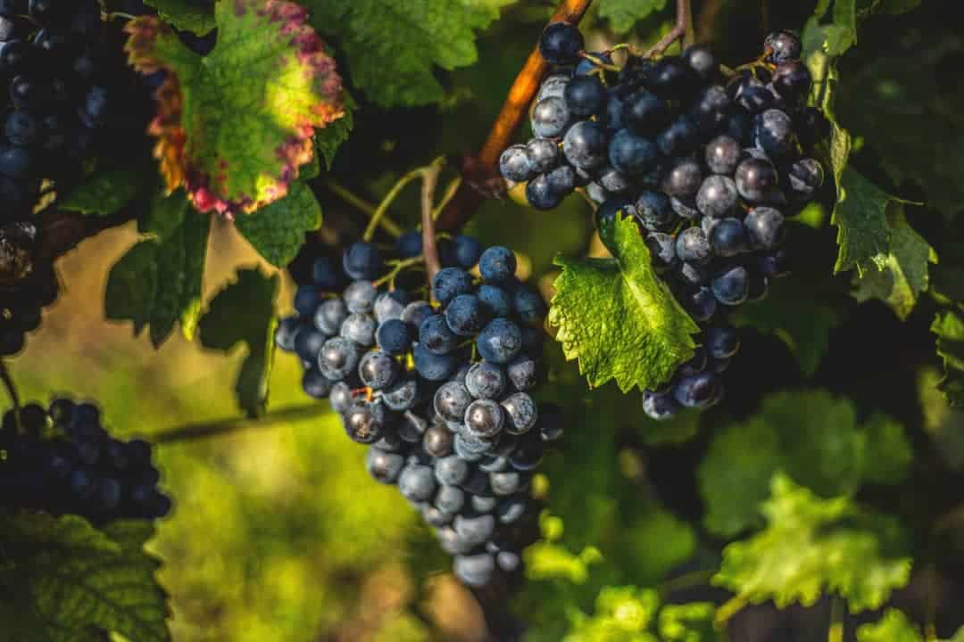 Top Red Wine Grapes