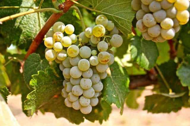 Albarino Grape