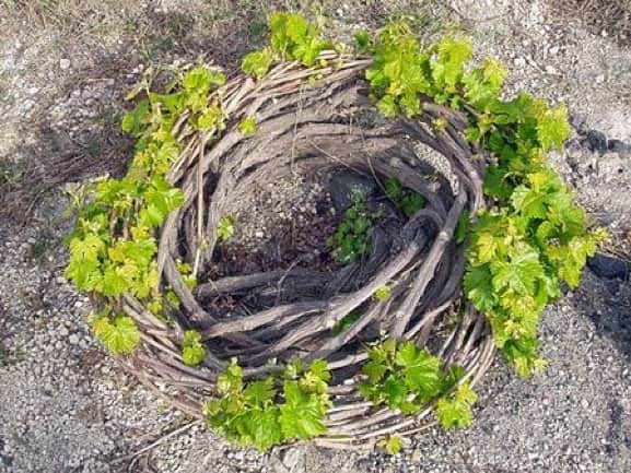 Basket shape vines
