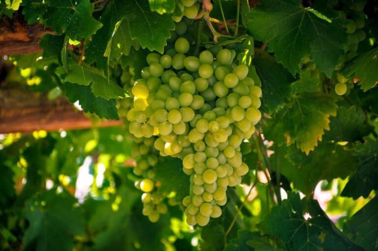 12 Most Popular White Wine Grapes in the World