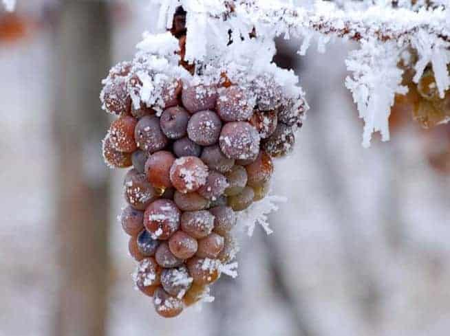 Frozen grapes