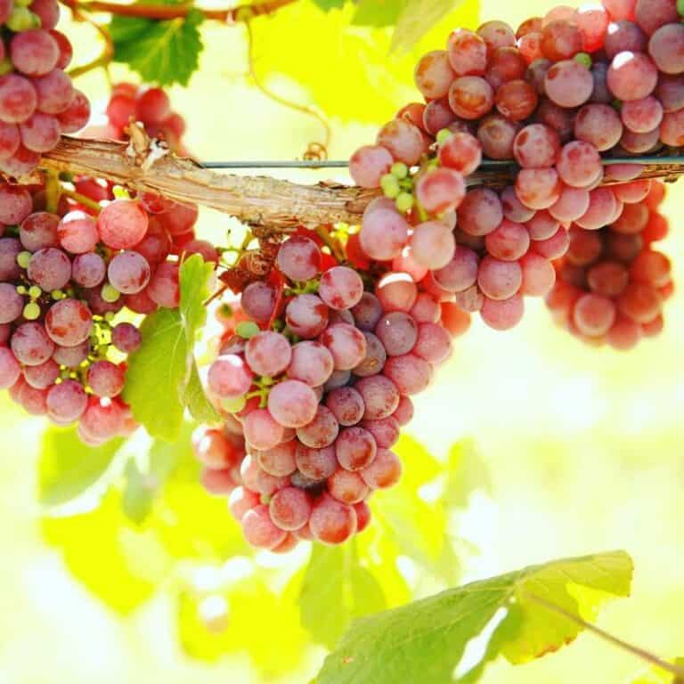 12 Most Popular White Wine Grapes in the World