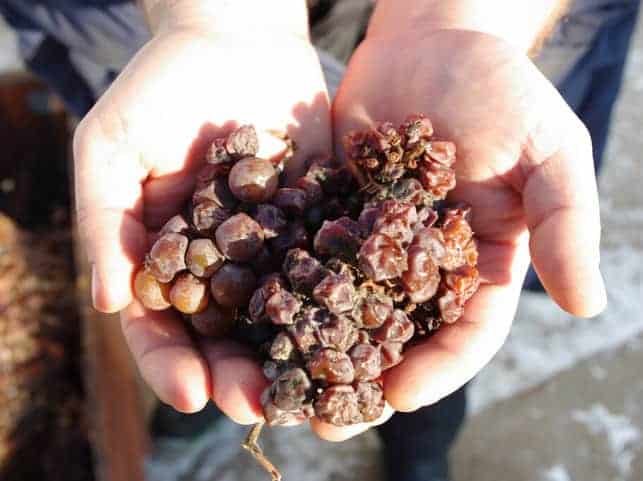Noble rot grapes