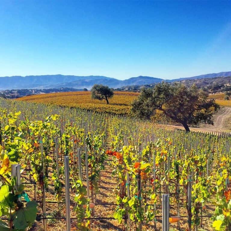 8 Best Tasting Rooms in Los Olivos (2023 Update)