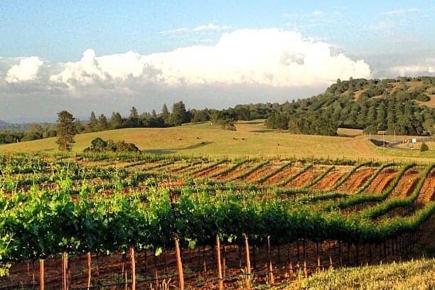 amador wine country tours
