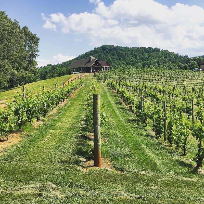 Addison Farm Vineyard