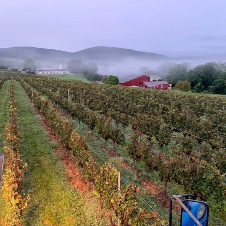 The 10 Best Wineries in Virginia to Visit 2023 Coastal Wine Trail